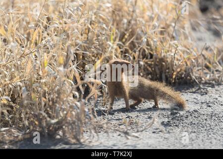 Bostwana, Central Kalahari Game Reserve, snello mongoose (Galerella sanguinea) Foto Stock