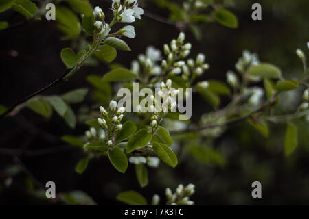 Close up di un Prunus Pradas bush, uccello europeo ciliegia, crescendo in un giardino. Foto Stock