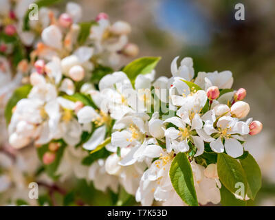 Rosa e Bianco Fiori di Apple Foto Stock