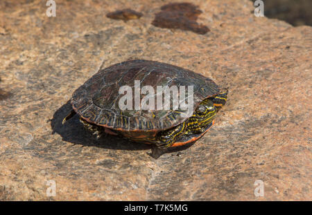 Western dipinto di tartaruga (Chrysemys picta belli) da Jefferson county, Colorado, Stati Uniti d'America. Foto Stock