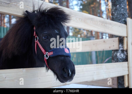 Un pony con un capello Funny pony Pony ritratto Foto Stock