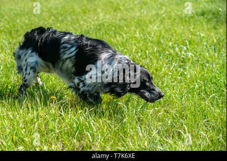 Russian Spaniel sulla caccia, si fermò in un rack gioco di rilevamento Foto Stock