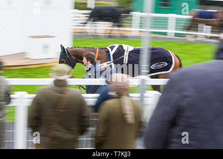 Kelso, Scottish Borders, UK. 8 maggio 2019. Sfilata di cavalli nel paddock prima della Villa Sandi Handicap Hurdle Chase a Kelso Racecourse. Credito: Scottish Borders Media/Alamy Live News Foto Stock