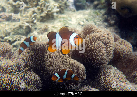 Tre pesci ocellaris su anemone in isole Togian, INDONESIA Foto Stock