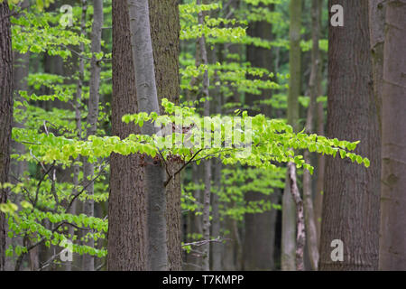 Nuove foglie sul faggio europeo / comune faggio (Fagus sylvatica) alberi nel bosco di latifoglie in primavera Foto Stock