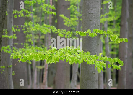 Nuove foglie sul faggio europeo / comune faggio (Fagus sylvatica) alberi nel bosco di latifoglie in primavera Foto Stock