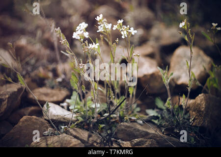 Delicato bianco piccoli fiori su lunghi steli crescere tra le grandi pietre sulla roccia Foto Stock