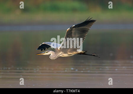 Airone cinerino (Ardea cinerea) in volo sulle acque del lago / stagno / fiume Foto Stock