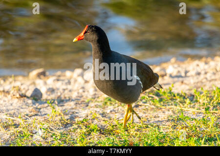 Pollo sultano comune (Gallinula galeata) camminando lungo la riva del lago - Pembroke Pines, Florida, Stati Uniti d'America Foto Stock