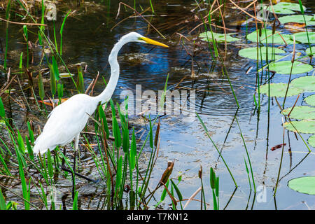 Airone bianco maggiore (Ardea alba) caccia in zone umide - lunga chiave Area Naturale, Davie, Florida, Stati Uniti d'America Foto Stock