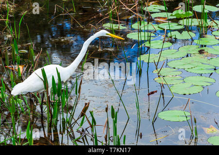 Airone bianco maggiore (Ardea alba) caccia in zone umide - lunga chiave Area Naturale, Davie, Florida, Stati Uniti d'America Foto Stock