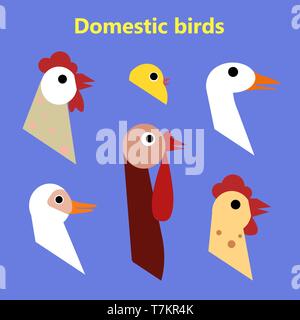 Set di uccelli domestici capi su semplice colore di sfondo. Flashcard educative per l'insegnamento prescolare in asilo nido. Piatto colorato stile cartoon illu Illustrazione Vettoriale