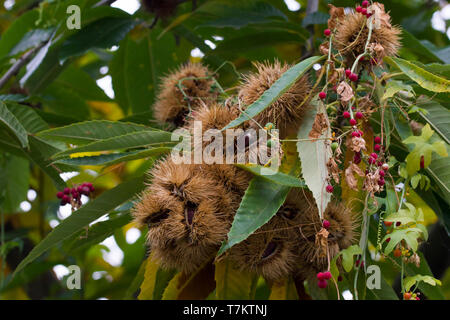 Close up di Castanea sativa, o sweet chestnut intrecciano con Bryonia dioica. Foto Stock