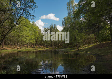 Un appartato laghetto di foresta a Mogshade Hill nel New Forest, Hampshire, Regno Unito Foto Stock