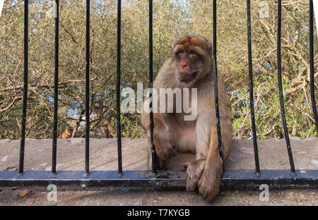 Monkey seduto tra le sbarre della recinzione. Gibilterra, l'estate. Foto Stock