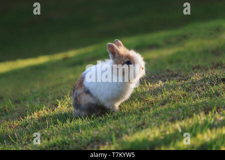 Netherland Dwarf Rabbit seduto sull'erba durante un tramonto Foto Stock