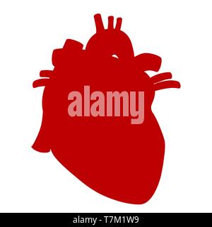 Cuore umano anatomico illustrazione vettore isolato su sfondo bianco Illustrazione Vettoriale