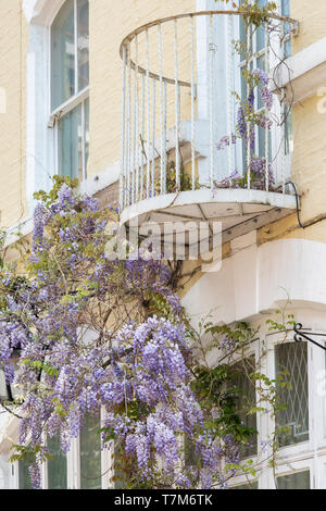 Il Glicine su una casa in primavera. Ennismore Gardens Mews, South Kensington, City of Westminster, Londra. Inghilterra Foto Stock