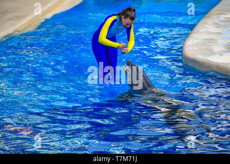 Orlando, Florida. Dicembre 25, 2018 . Coach training delfino con fischietto speciale su blu acqua a Seaworld. Foto Stock
