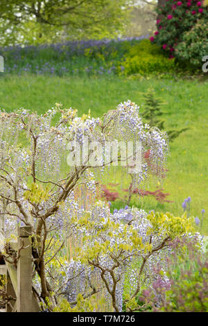 Il Glicine floribunda Multijuga appena iniziando a fiore nel maggio attorno ad un ponte di legno ad RHS Wisley Gardens, Surrey, Inghilterra Foto Stock