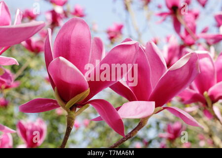 Magnolia 'hirazz'. Ricco rosso borgogna fiori di magnolia 'Shirazz' - chiamato anche Vulden Magnolia - in primavera. Regno Unito. Foto Stock