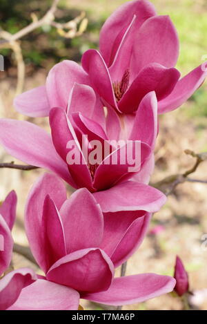 Magnolia 'hirazz'. Ricco rosso borgogna fiori di magnolia 'Shirazz' - chiamato anche Vulden Magnolia - in primavera. Regno Unito. Foto Stock