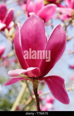 Magnolia 'hirazz'. Ricco rosso borgogna fiori di magnolia 'Shirazz' - chiamato anche Vulden Magnolia - in primavera. Regno Unito. Foto Stock