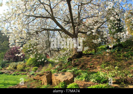 Belvor Castle Gardens, Regno Unito. Fiori di un Monte Fuji ciliegio impreziosiscono la Duchessa' Garden in questo Leicesterhsire maestosa casa vicino Grantham Foto Stock