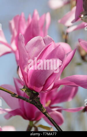 Magnolia 'Caerhays sorpresa". Acqua a forma di giglio fiori di magnolia 'Caerhays sorpresa' in primavera. Regno Unito. Modulo Gas Anestetici Foto Stock