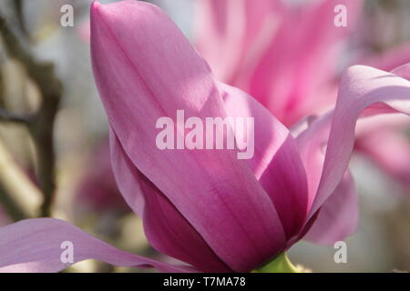 Magnolia 'Caerhays sorpresa". Acqua a forma di giglio fiori di magnolia 'Caerhays sorpresa' in primavera. Regno Unito. Modulo Gas Anestetici Foto Stock