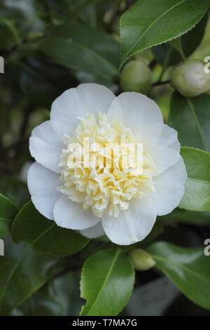 Camellia japonica 'Gwenneth Morey' fiorisce in primavera Foto Stock