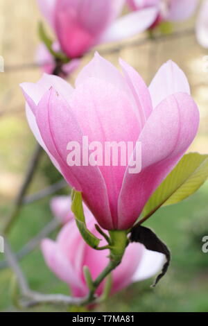 Fiori di Magnolia 'Sweetheart', fioritura in primavera - Aprile, REGNO UNITO Foto Stock