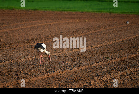 Una cicogna bianca in un campo arato, alla ricerca di qualcosa da mangiare. Foto Stock