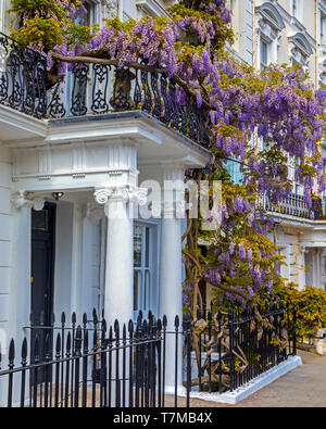 London, Regno Unito - 2 Maggio 2019: bellissimo glicine crescente sulla facciata di un edificio nella zona ovest di Londra, Regno Unito. Foto Stock