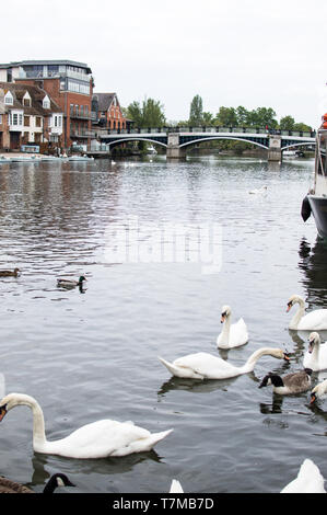 Windsor e Eton riverside vista del ponte e cigni sul fiume Tamigi Foto Stock