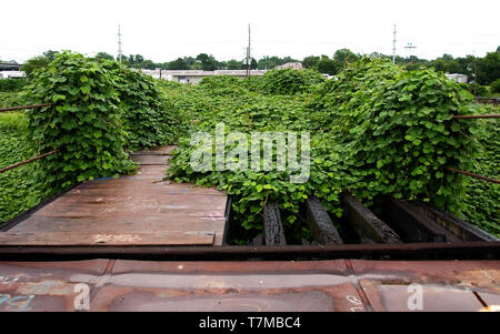 Kudzu (o giapponese di arrow-) vine, una pianta invasiva dal Giappone, visto qui crescono vicino al fiume Mississippi di Baton Rouge, Louisiana, Stati Uniti d'America. Foto Stock