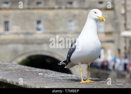 Un giallo zampe / gabbiano seagull è raffigurato in piedi su un muro accanto al fiume Avon davanti Pulteney Bridge in Bath Somerset England Regno Unito Foto Stock