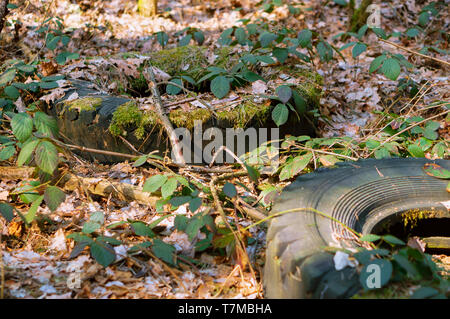 Pneumatici per auto nei boschi, vecchi pneumatici nella foresta Foto Stock