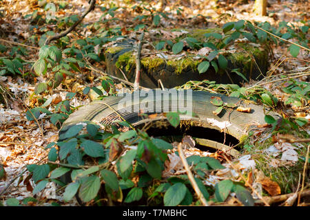 Pneumatici per auto nei boschi, vecchi pneumatici nella foresta Foto Stock