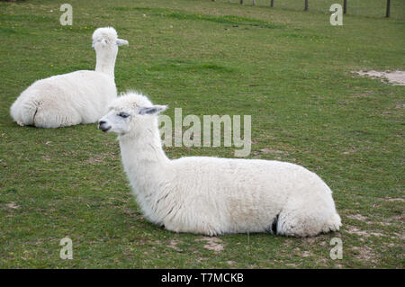 Alpaca in una fattoria Foto Stock