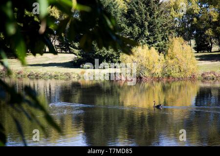 Black Swan e la folaga nuoto sul lago Moana Nui in Tokaroa, sud Waikato autunnali con gli alberi di salice e canne in background che riflettono Foto Stock