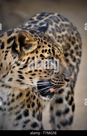 Leopardo dell'Amur Foto Stock