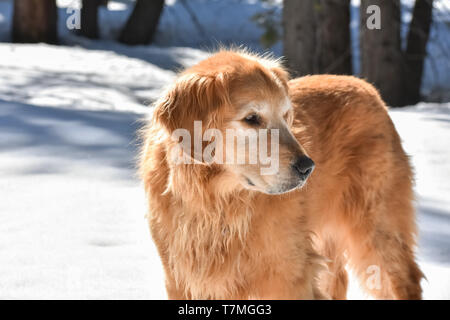 Il Golden Retriever cane sulla passeggiata invernale in piedi in un bosco innevato in una giornata di sole. Foto Stock