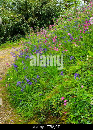 La molla fiori selvatici, principalmente bluebells, Hyacinthus non scriptus, e rosso campion, Silene dioica, su un Devon banca di bosco Foto Stock