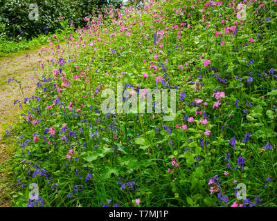 La molla fiori selvatici, principalmente bluebells, Hyacinthus non scriptus, e rosso campion, Silene dioica, su un Devon banca di bosco Foto Stock