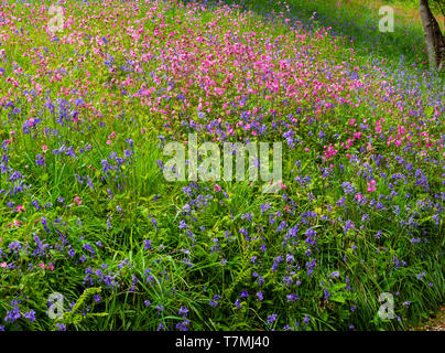 La molla fiori selvatici, principalmente bluebells, Hyacinthus non scriptus, e rosso campion, Silene dioica, su un Devon banca di bosco Foto Stock