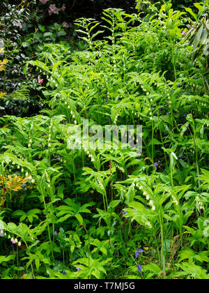 Inarcamento gambi e punta verde campane bianche dell'ardito perenne Soloman del sigillo, Polygonatum x hybridum Foto Stock