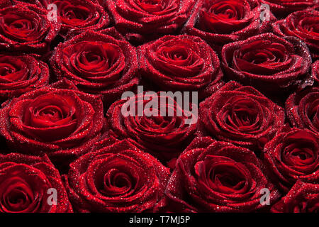 Rose rosse con gocce d'acqua sullo sfondo Foto Stock