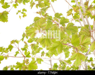 Viburnum opulus davanti a uno sfondo bianco Foto Stock