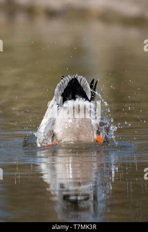 Il germano reale (Anas platyrhynchos). Drake in allevamento piumaggio balneazione. Germania Foto Stock